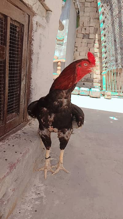 High Quality pure aseel mianwali murga