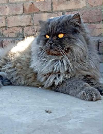 Extra long coated punch face male cat . Active and friendly
