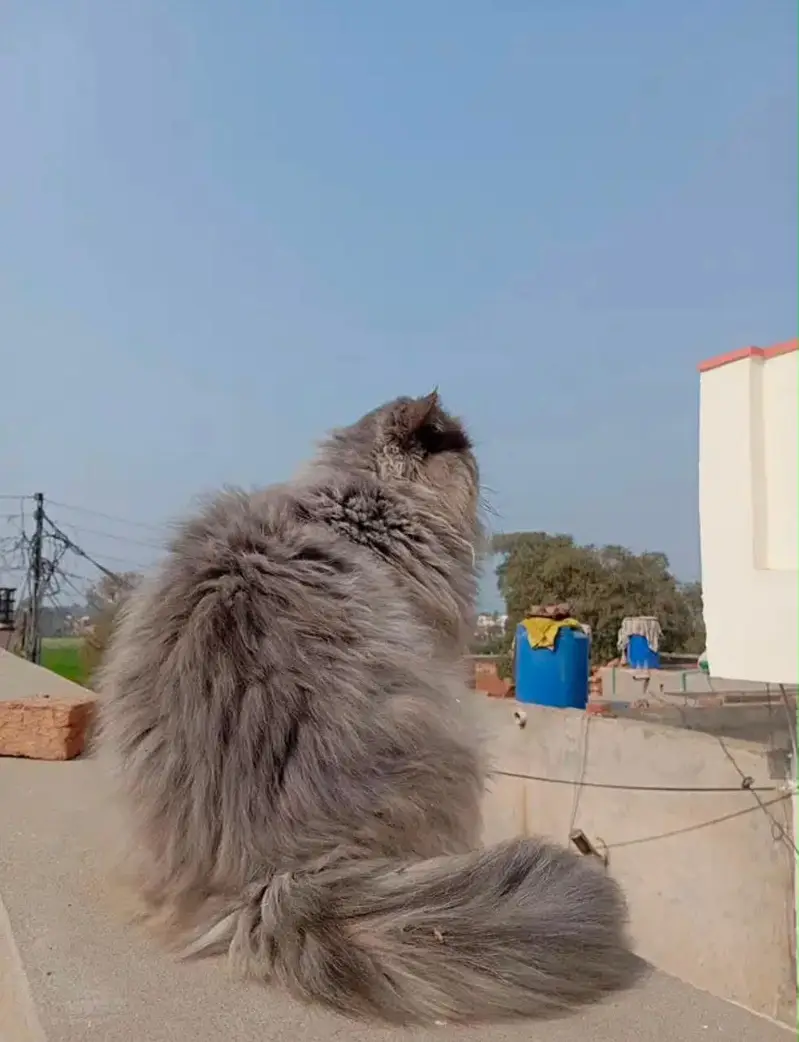 Extra long coated punch face male cat . Active and friendly — photo 3
