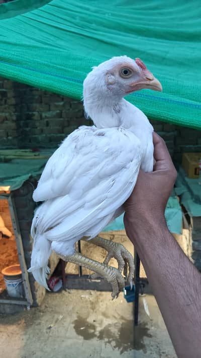 Heera Aseel White Patha
