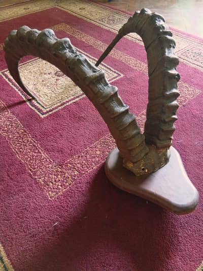 Vintage Himalayan Ibex Horns Wall Mount - 38 Inches (Hunza)