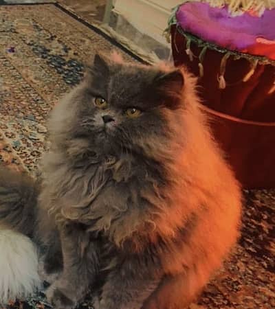 Persian Cat