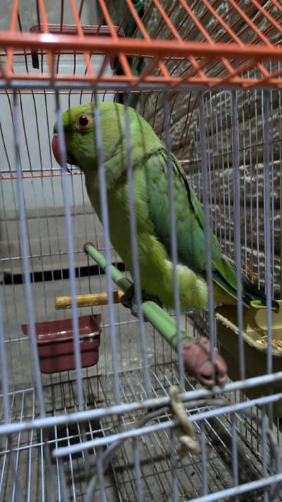 parrot 