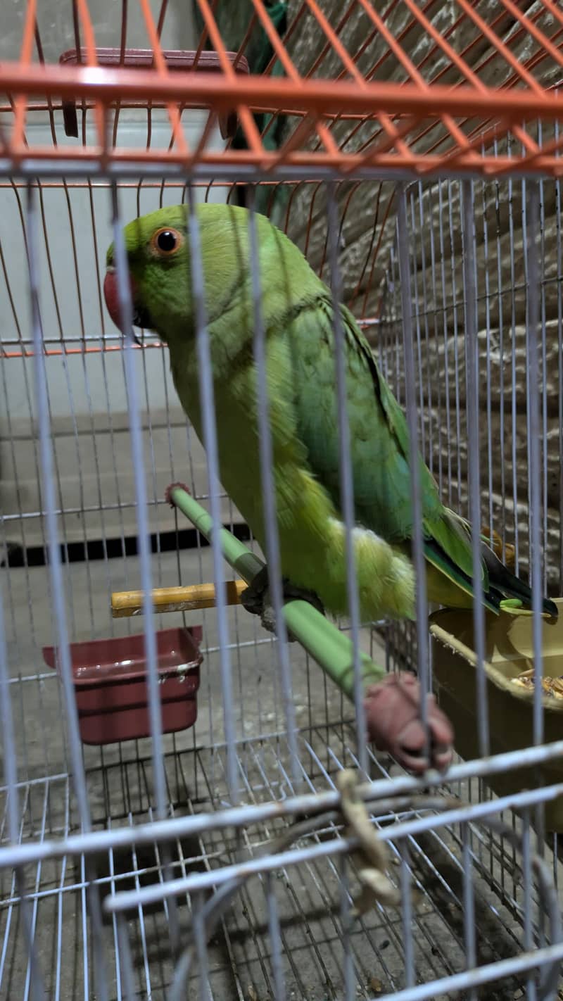 parrot  0