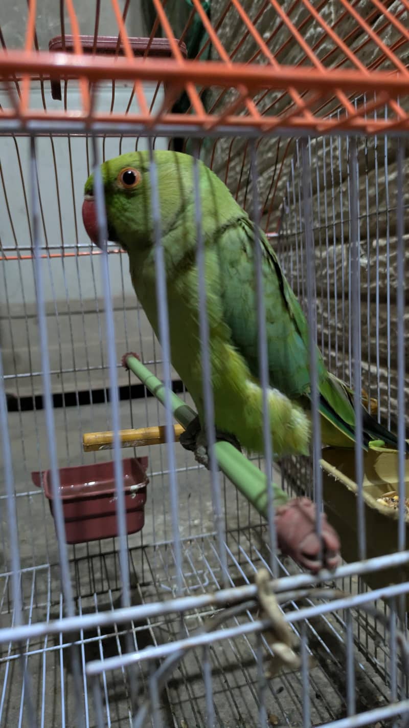 parrot  1