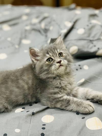 Persian Cats Looking for a Loving Home