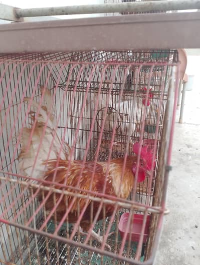 home breeding hn