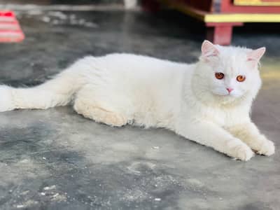 Male percian cat