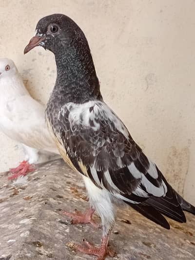 2Teddy kasori cross breed bachy