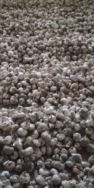 Garlic from Matta Swat