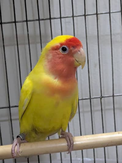 lutino lovebird | Female | breeder