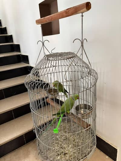 big cage for sale