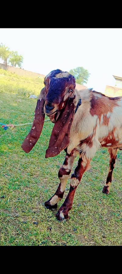 2 beetal bakry for sale ,,one 55000,jori one lakh