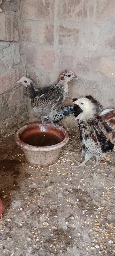 Chicks Available Hain. Agar Kise ko schayeah to woh rabta karay abhi .