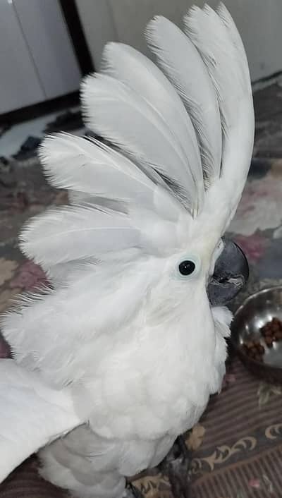 Umbrella n med sulfer cockatoo African grey and Blue Gold macaw chick