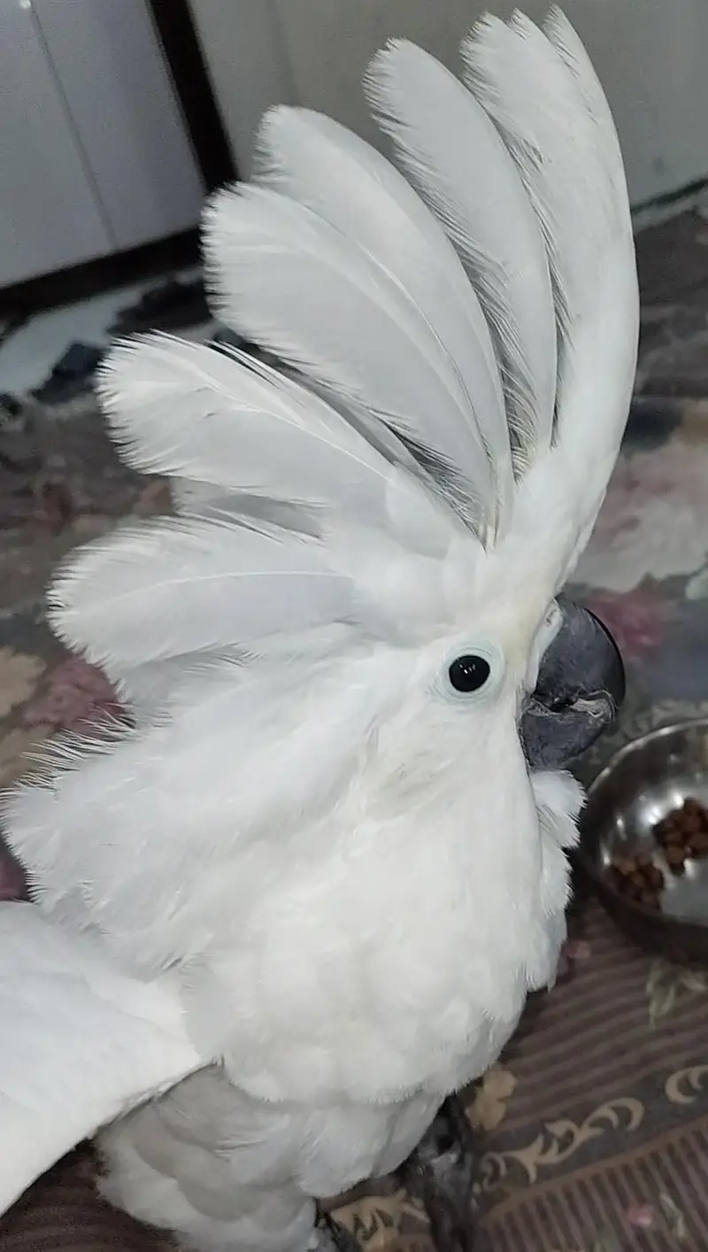 Umbrella n med sulfer cockatoo African grey and Blue Gold macaw chick