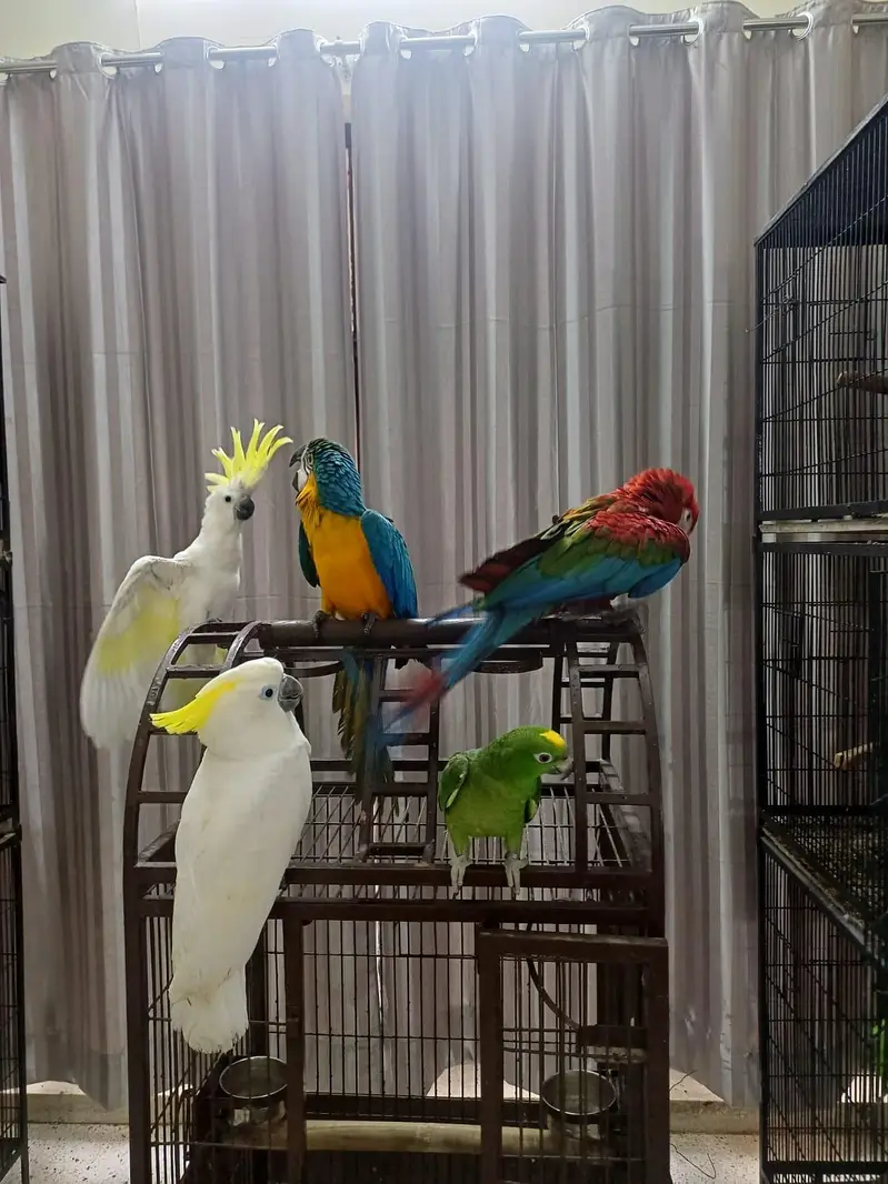 Umbrella n med sulfer cockatoo African grey and Blue Gold macaw chick — photo 7