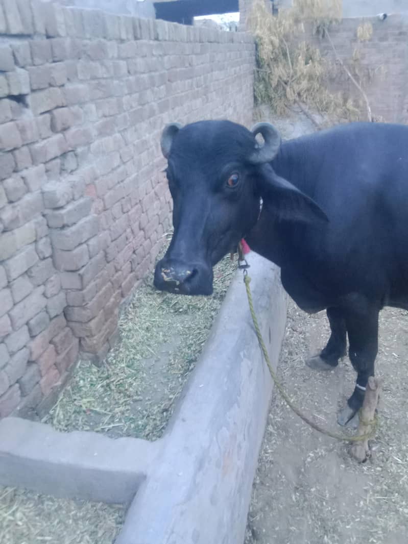 گبن بھینس 9 کی گبن نسل نیلی راوی اور دوسرا وارا ہیں دودھ نہیں ہے اور 3