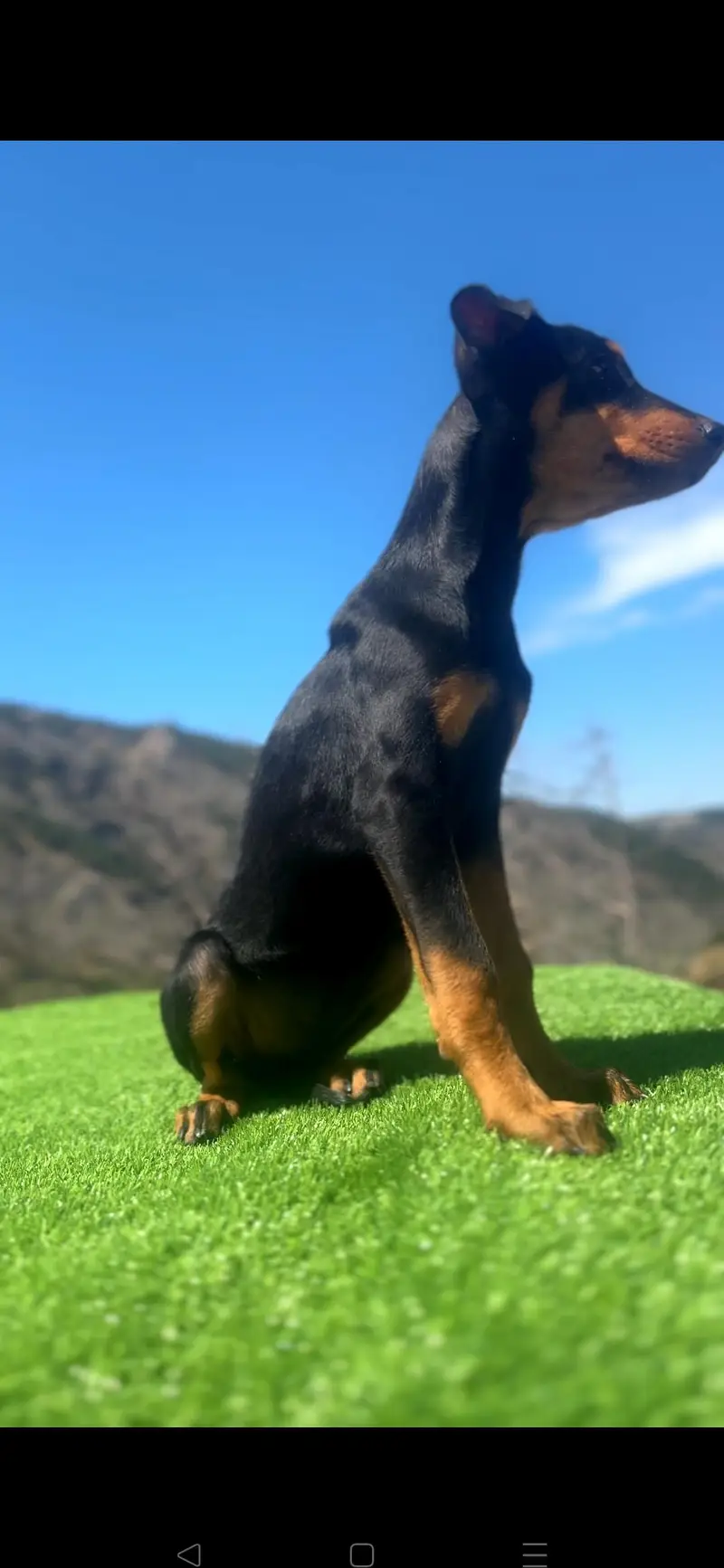 American Doberman Female