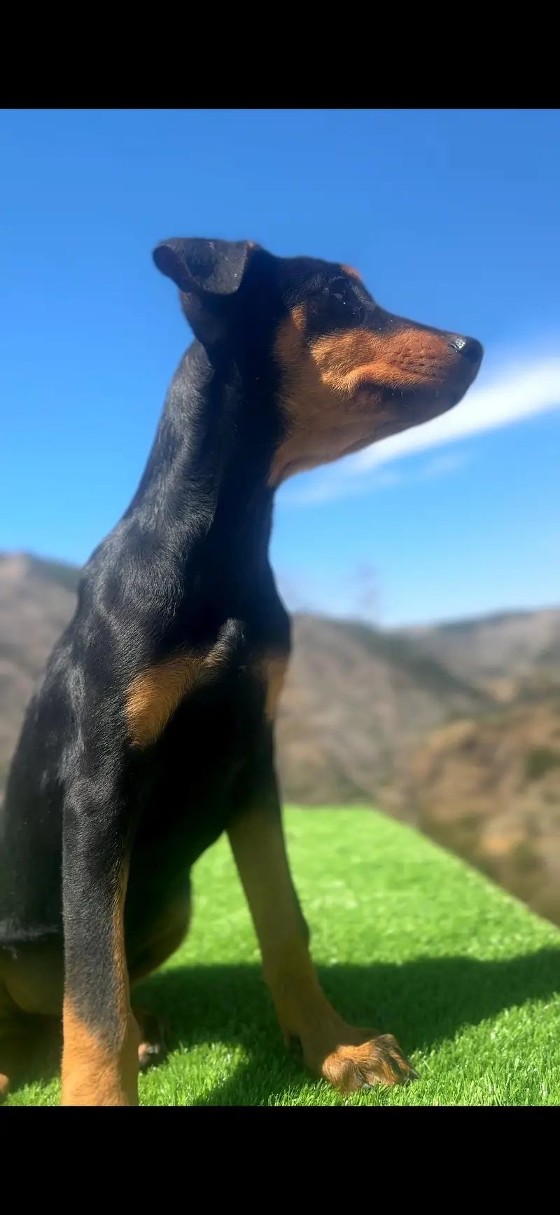 American Doberman Female — photo 2