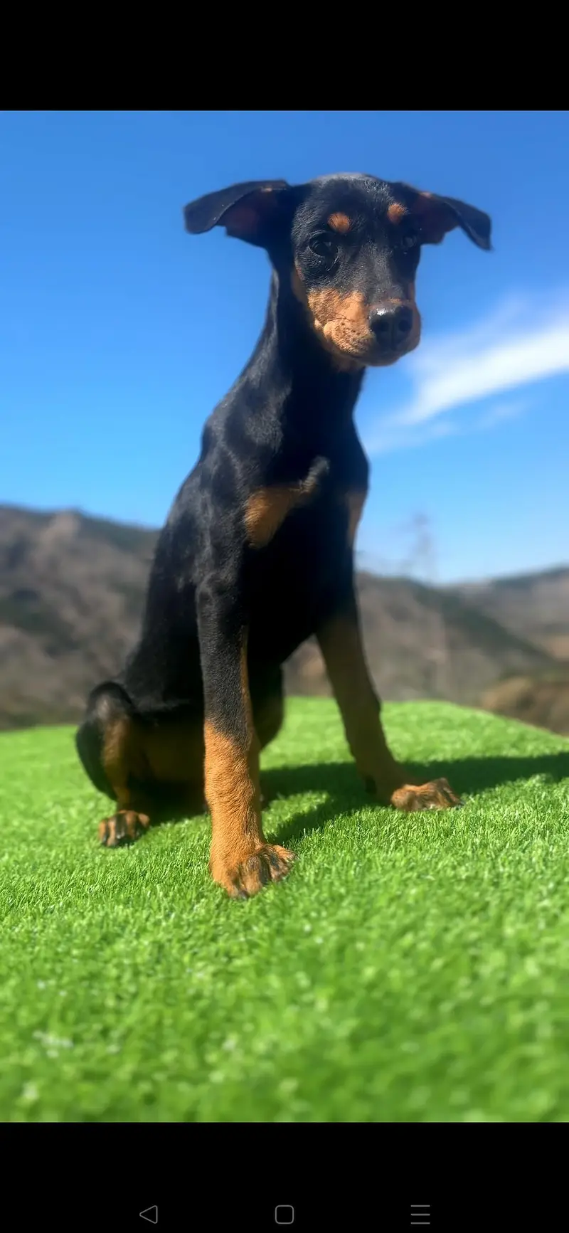 American Doberman Female — photo 3
