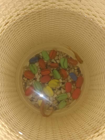 gold fish