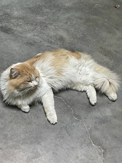 Persian cat