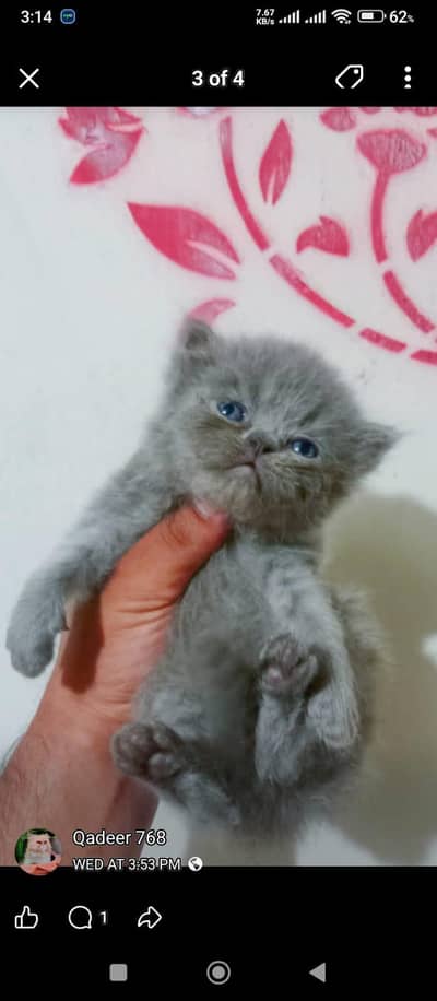 Persian kitten/ Tripple coated persian kitten/  persian Grey kitten/pu