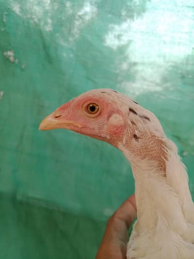 japani burmi 2 male 1 female chick