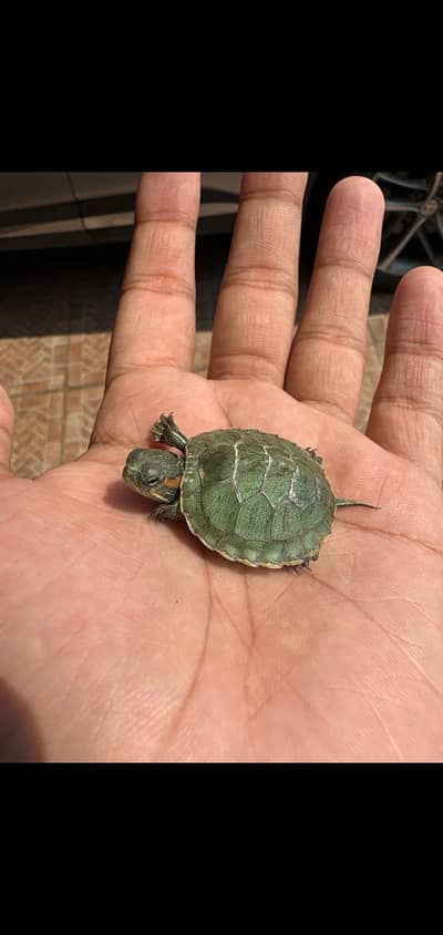 turtles for sale wholesale price