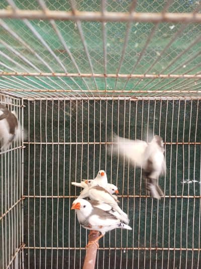 saddlepied finches