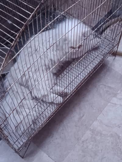 Triple Coat persion Male Available