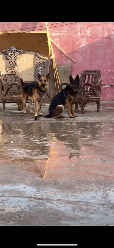 German Shepard dog pair