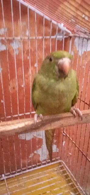 green parrot gender female