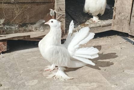 indian fantails and khumry bird's