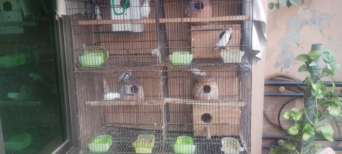 3 pairs with 2 cages  ,partition inside cage who separate in 4parts