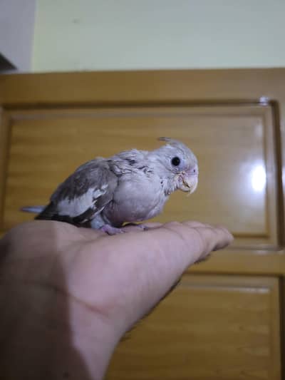 Super handtame fawn cocktail chick