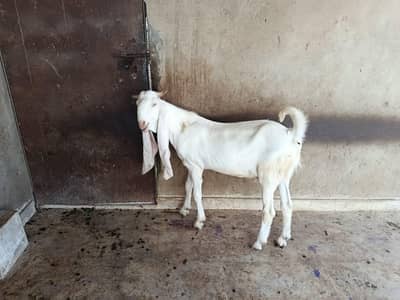pure gulabi breed