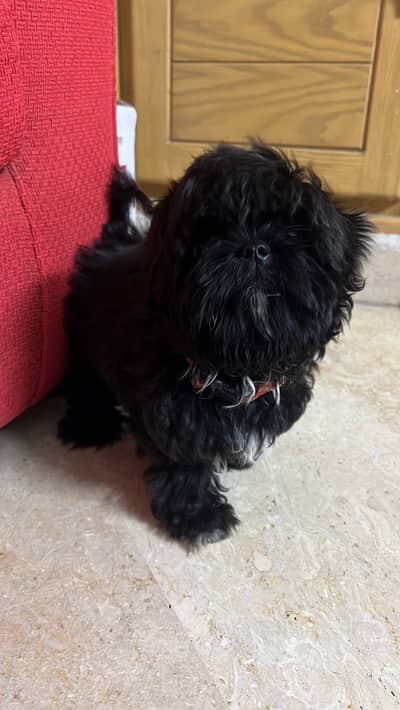 shihTzu