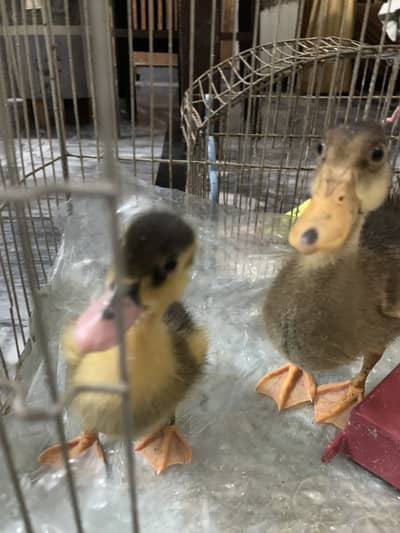 Ducklings for sale ducks