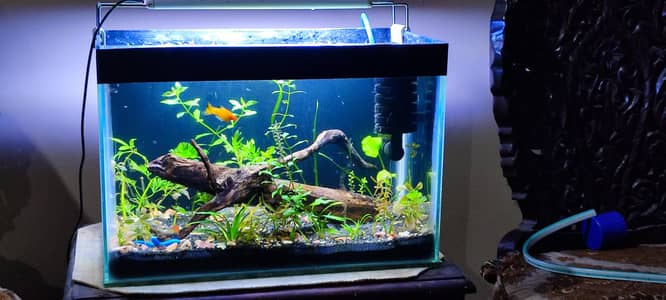 planetd aquarium for sale