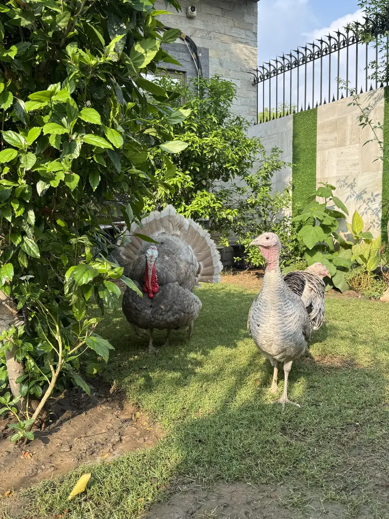 Turkey - hens - murghiyan