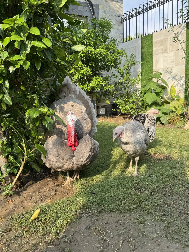 Turkey - hens - murghiyan — photo 2