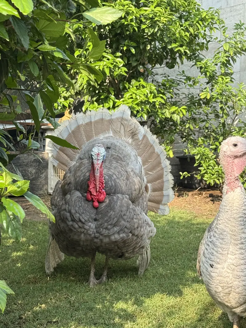 Turkey - hens - murghiyan — photo 3