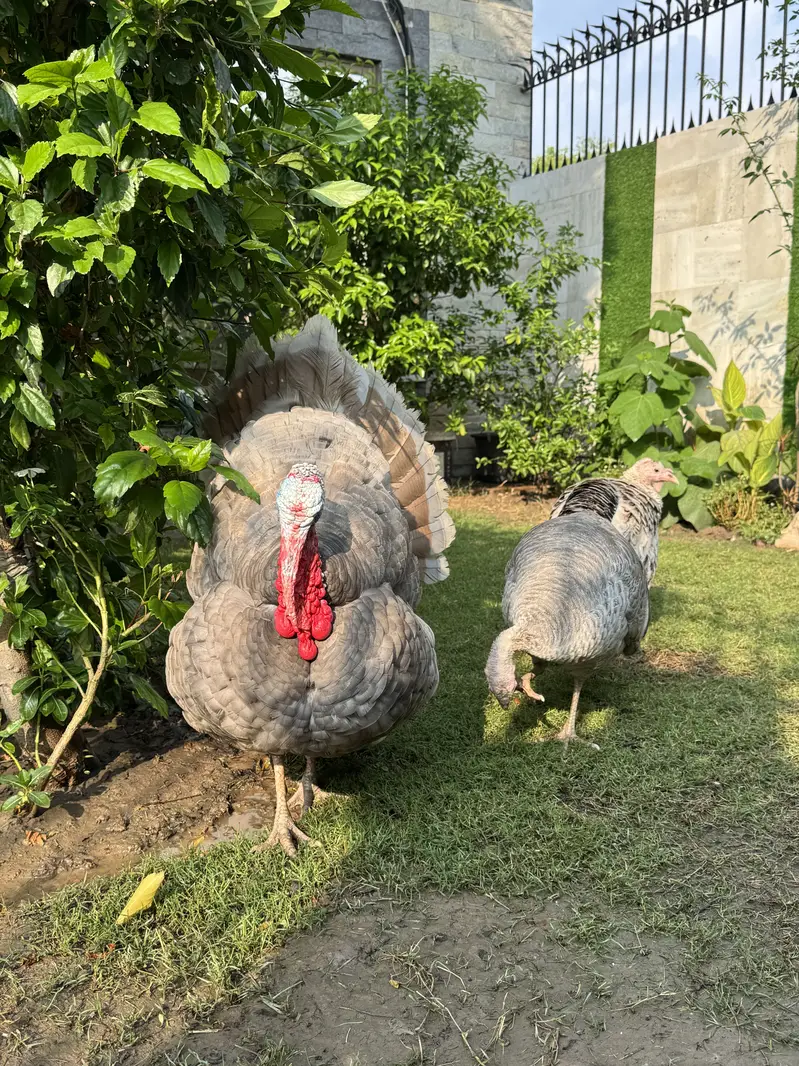 Turkey - hens - murghiyan — photo 4
