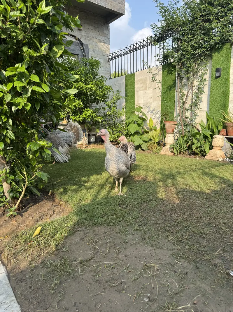 Turkey - hens - murghiyan — photo 5