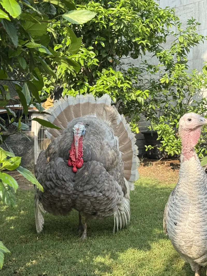 Turkey - hens - murghiyan — photo 6