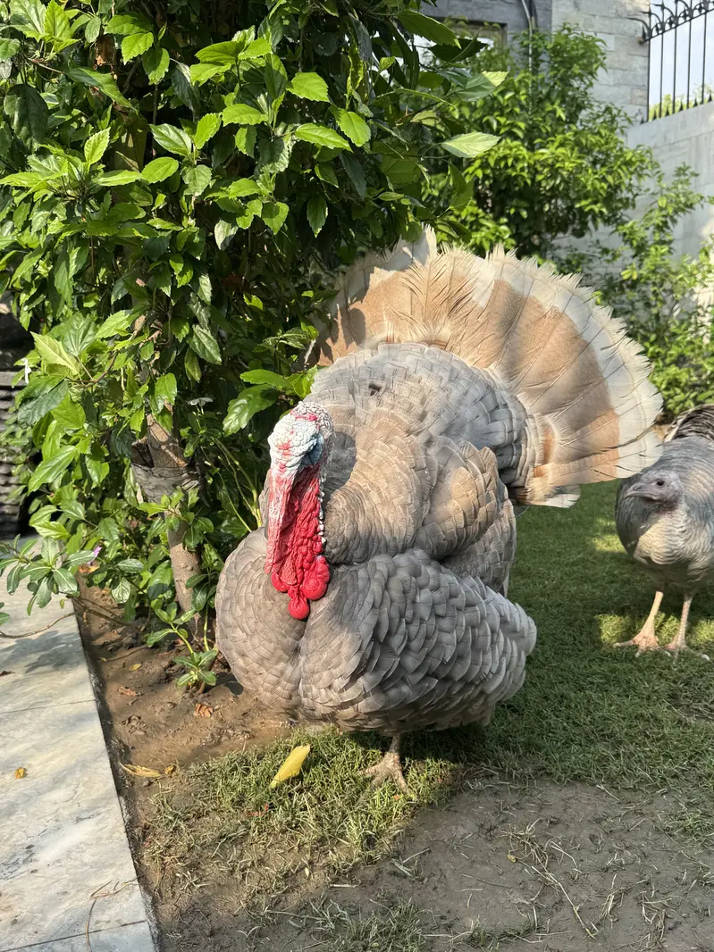 Turkey - hens - murghiyan — photo 7