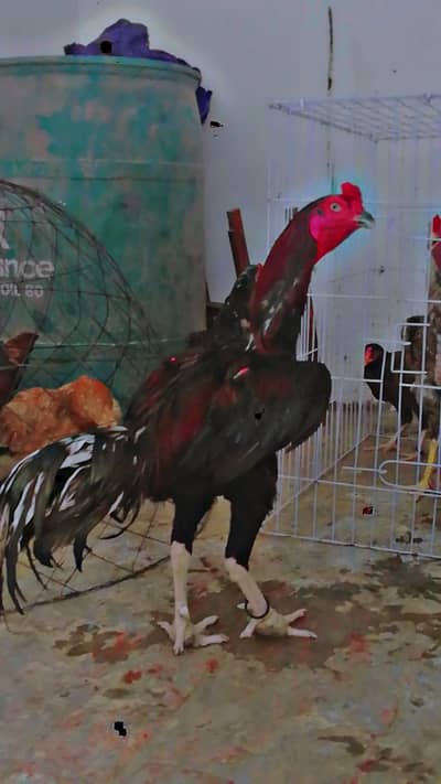 Aseel Murgha for Sale | Turkish Hint + Viet Cross