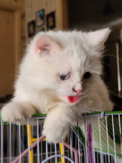 Triple Coated Persian Cat Blue eyes Female kitten